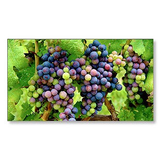 NEC X554UNS 55" Full HD LED Large Format Display
