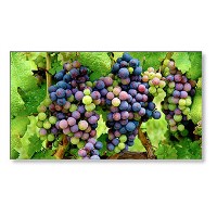 NEC X554UNS 55" Full HD LED Large Format Display